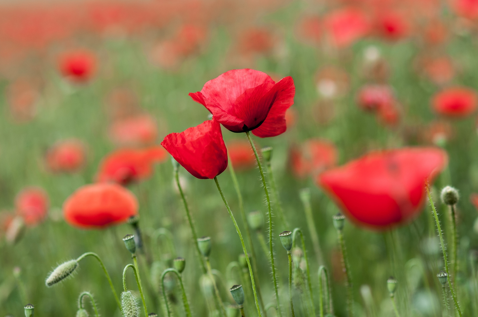 Mohn