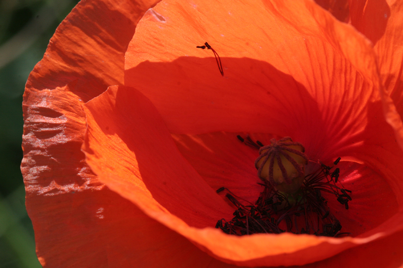 Mohn