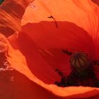 Mohn