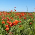 Mohn