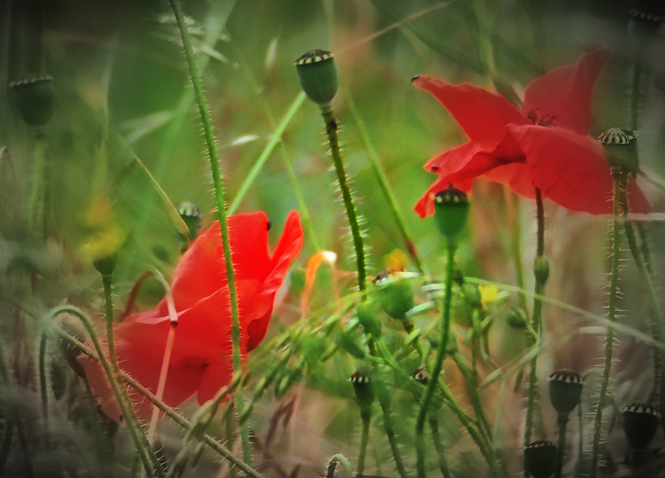 mohn