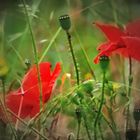 mohn