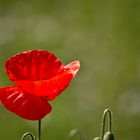 Mohn