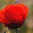 Mohn