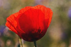 Mohn