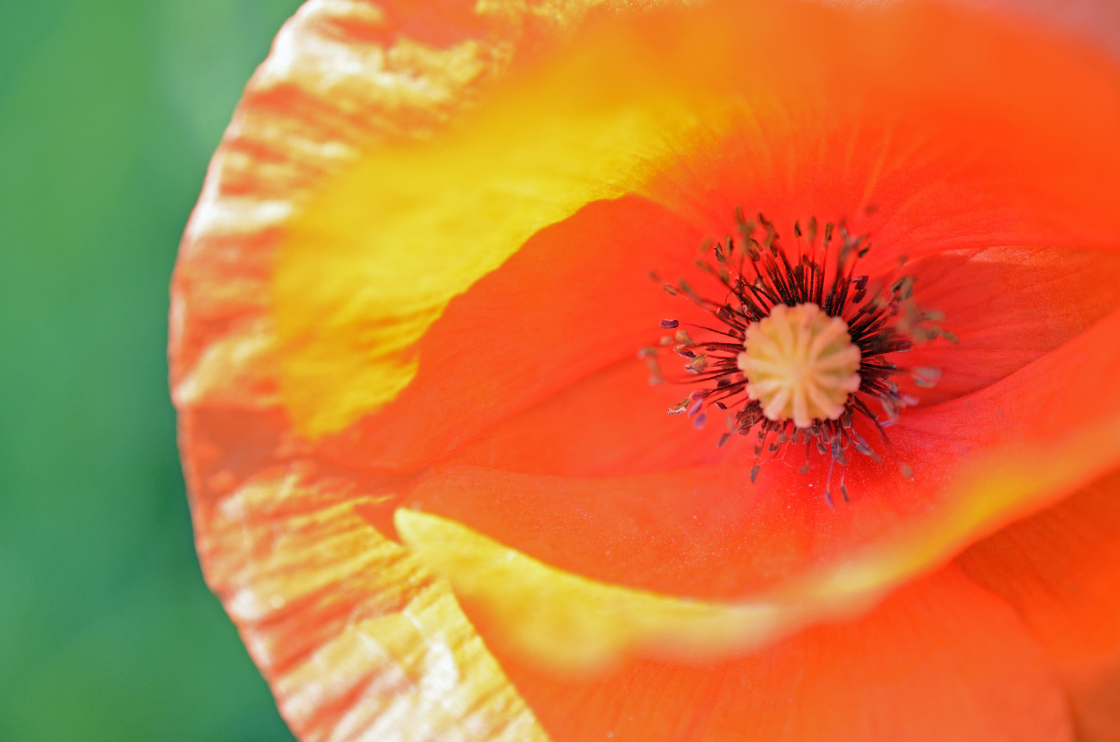 Mohn