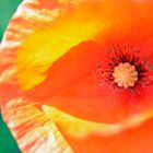 Mohn