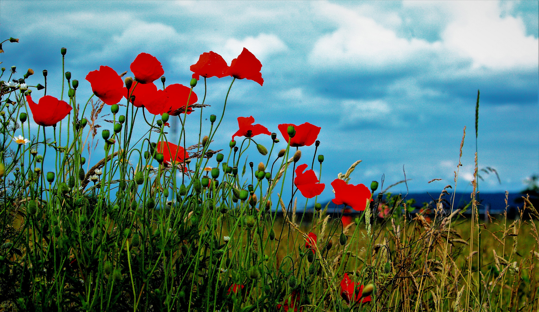 Mohn ...