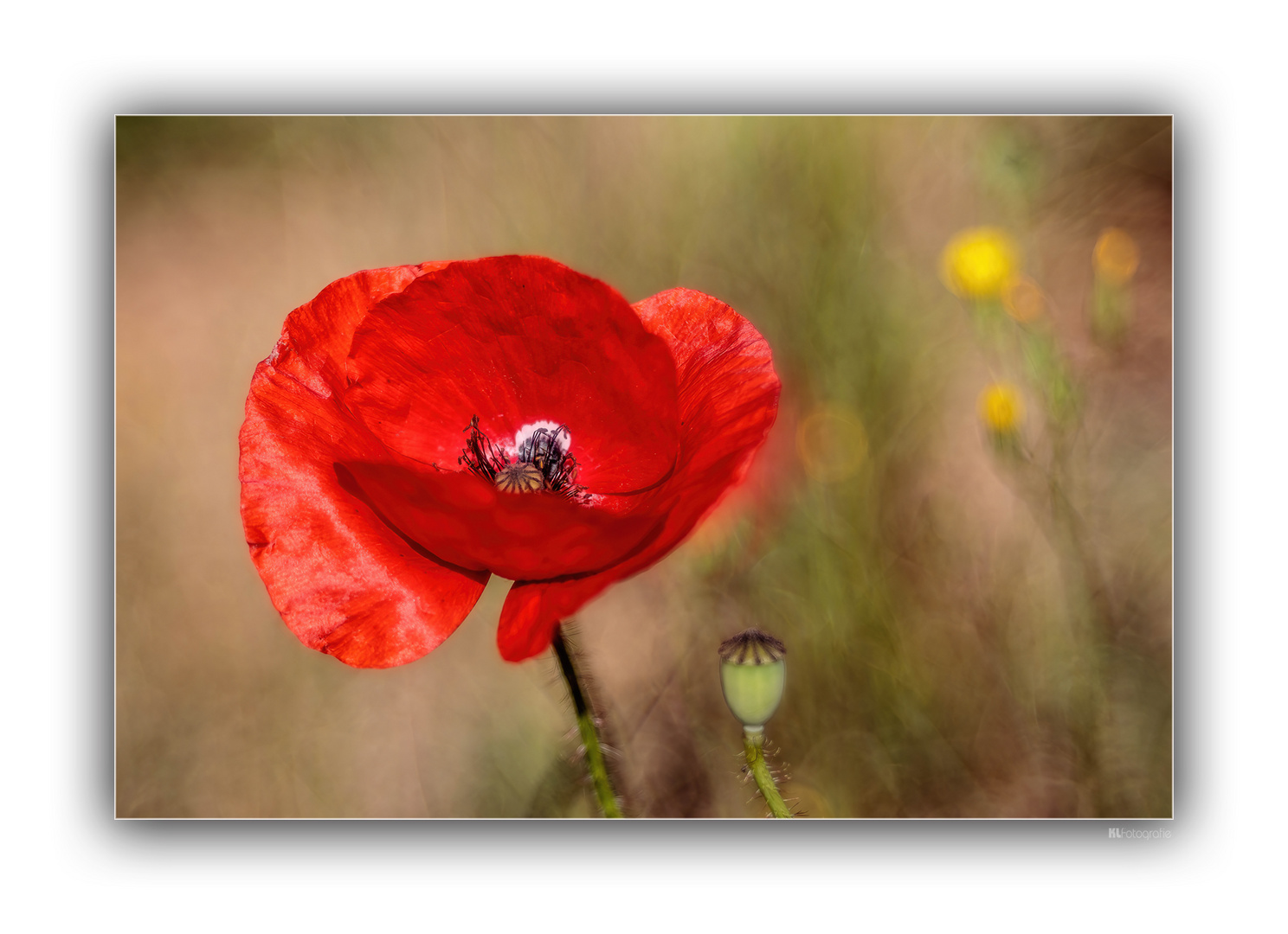 Mohn...