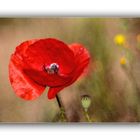 Mohn...