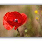 Mohn...