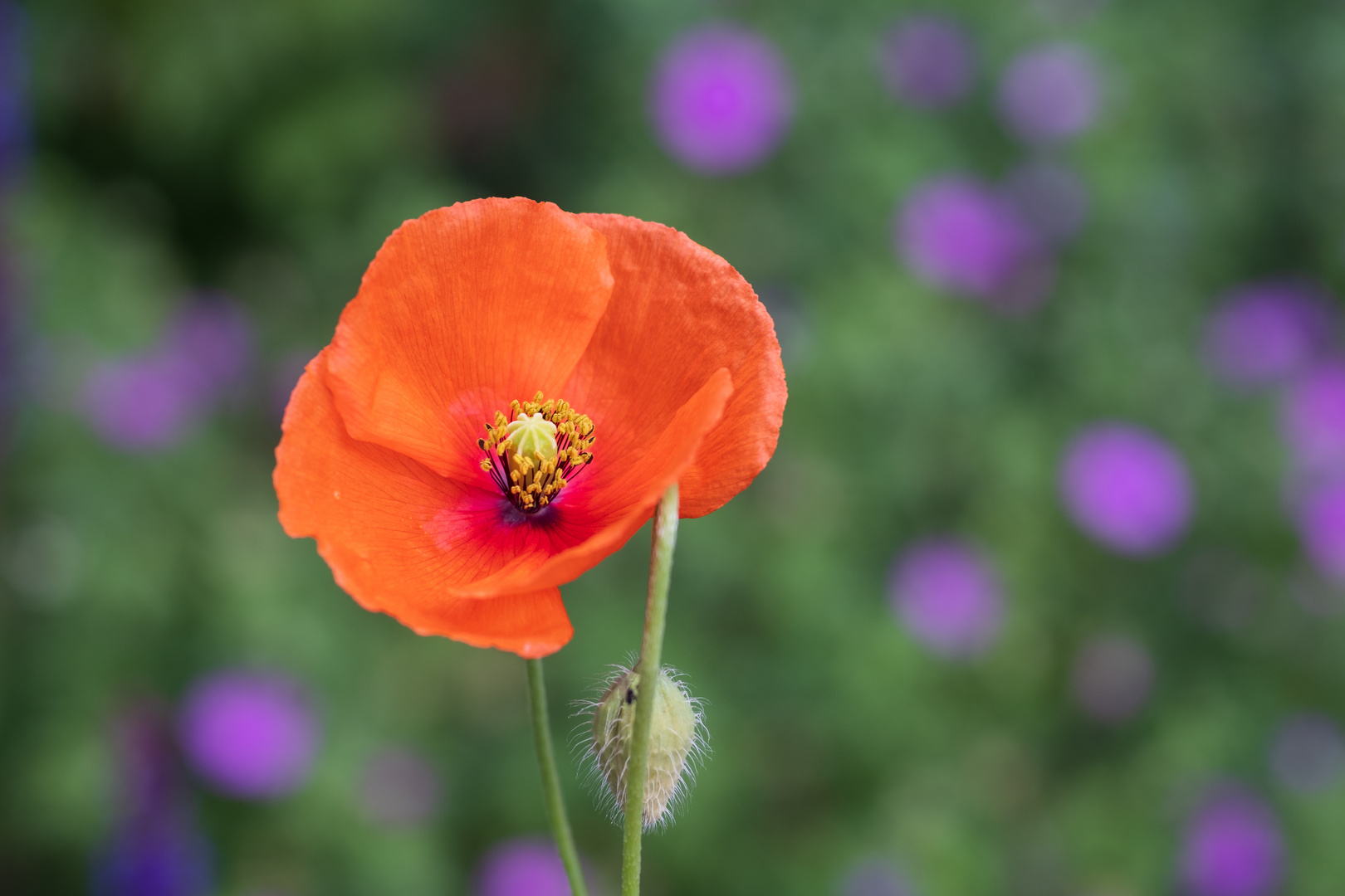 Mohn