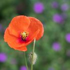 Mohn