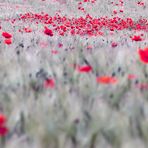 Mohn