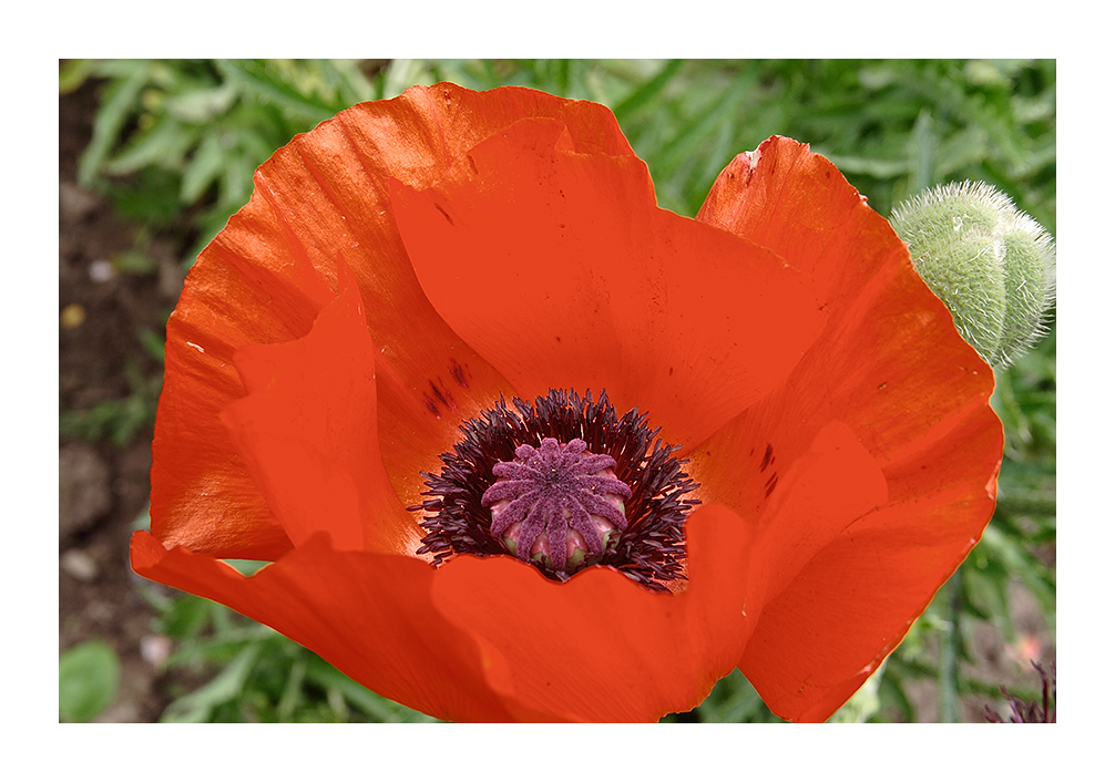 Mohn