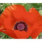 Mohn