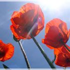 Mohn