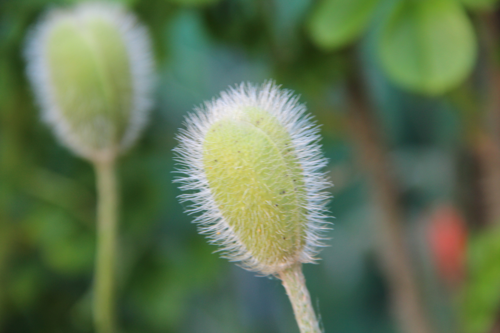 Mohn