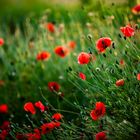 Mohn