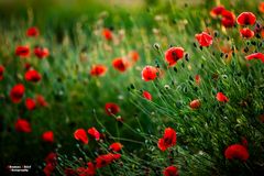 Mohn