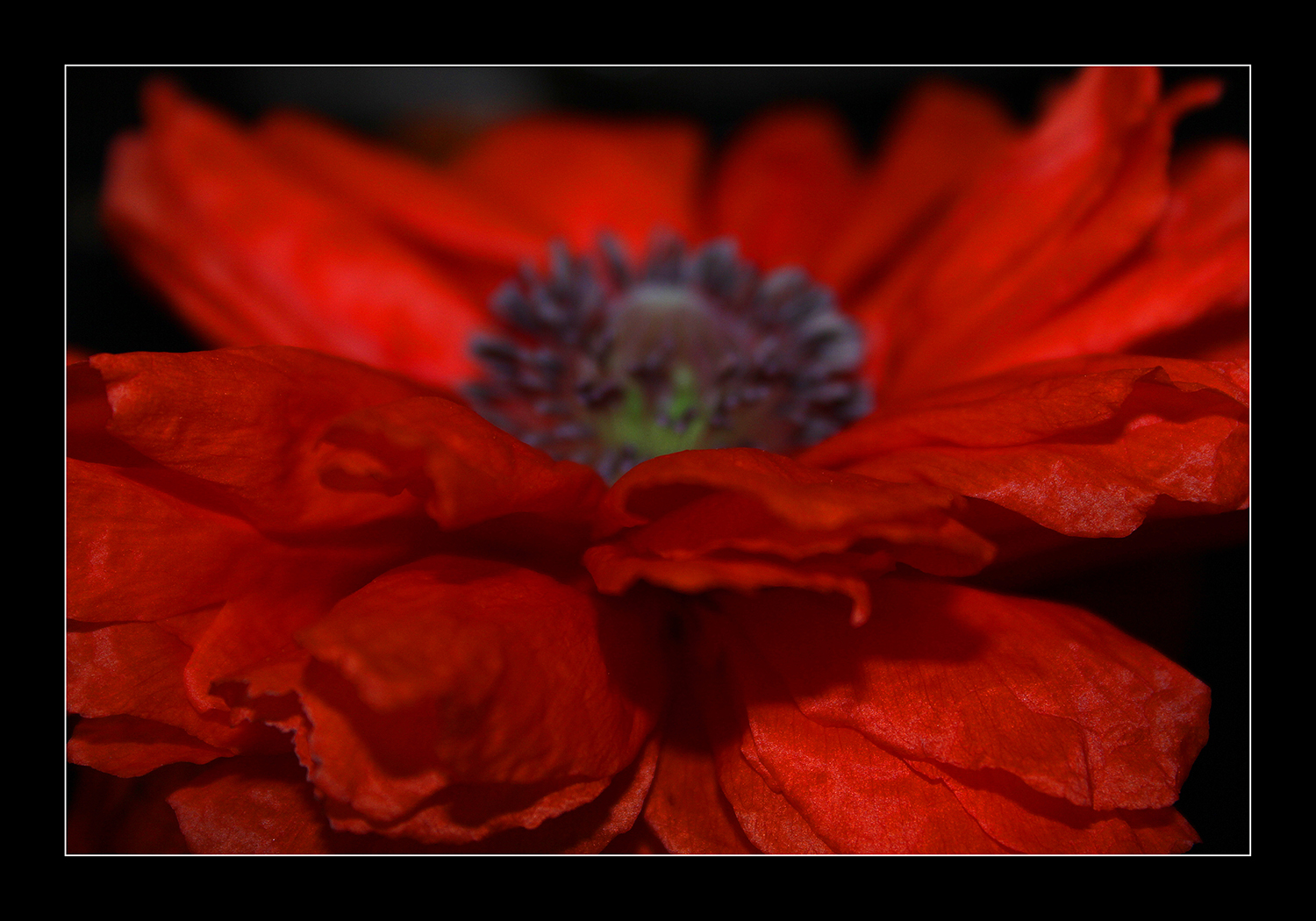 Mohn