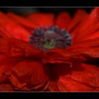 Mohn