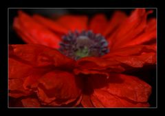 Mohn