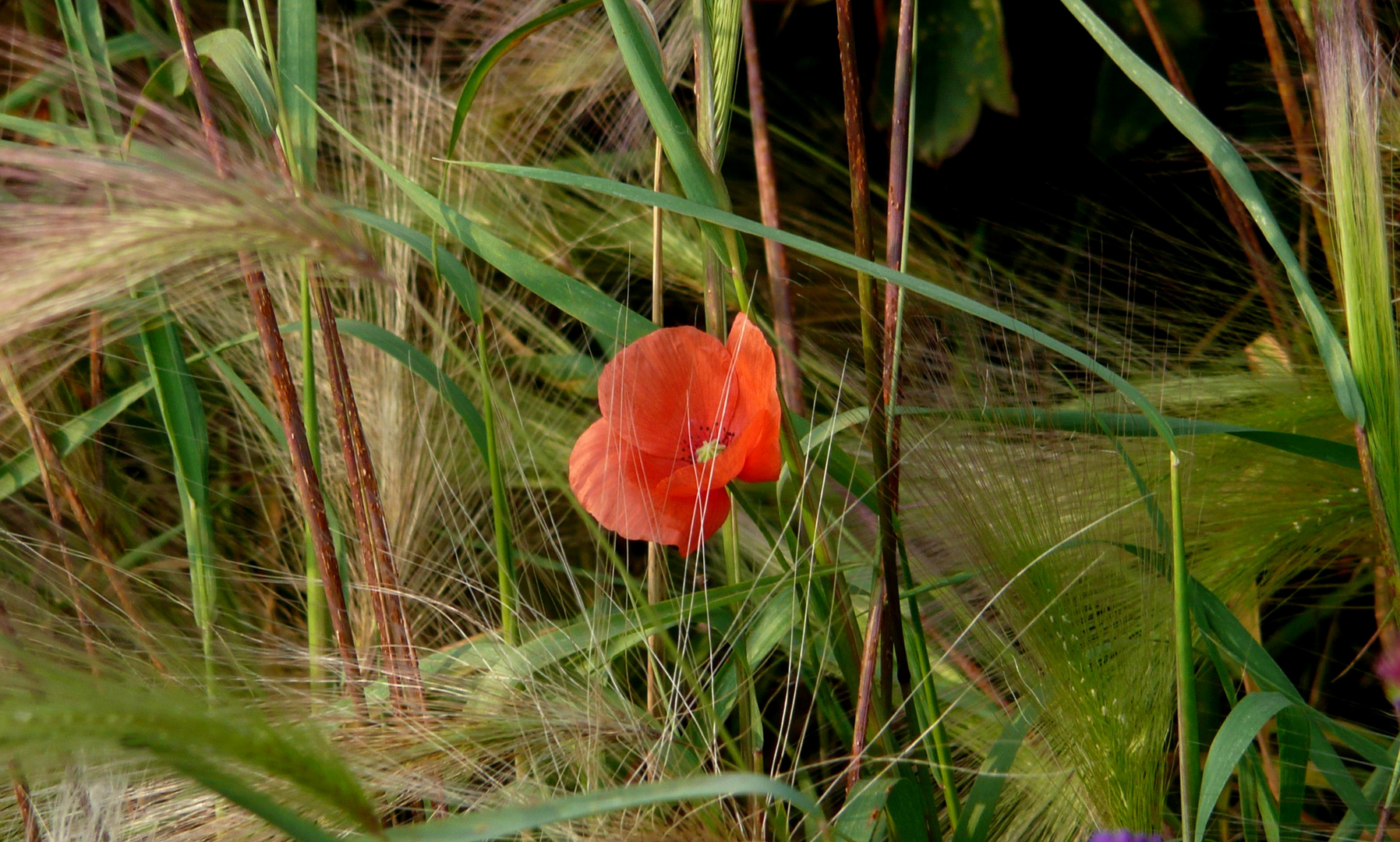 Mohn