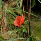 Mohn