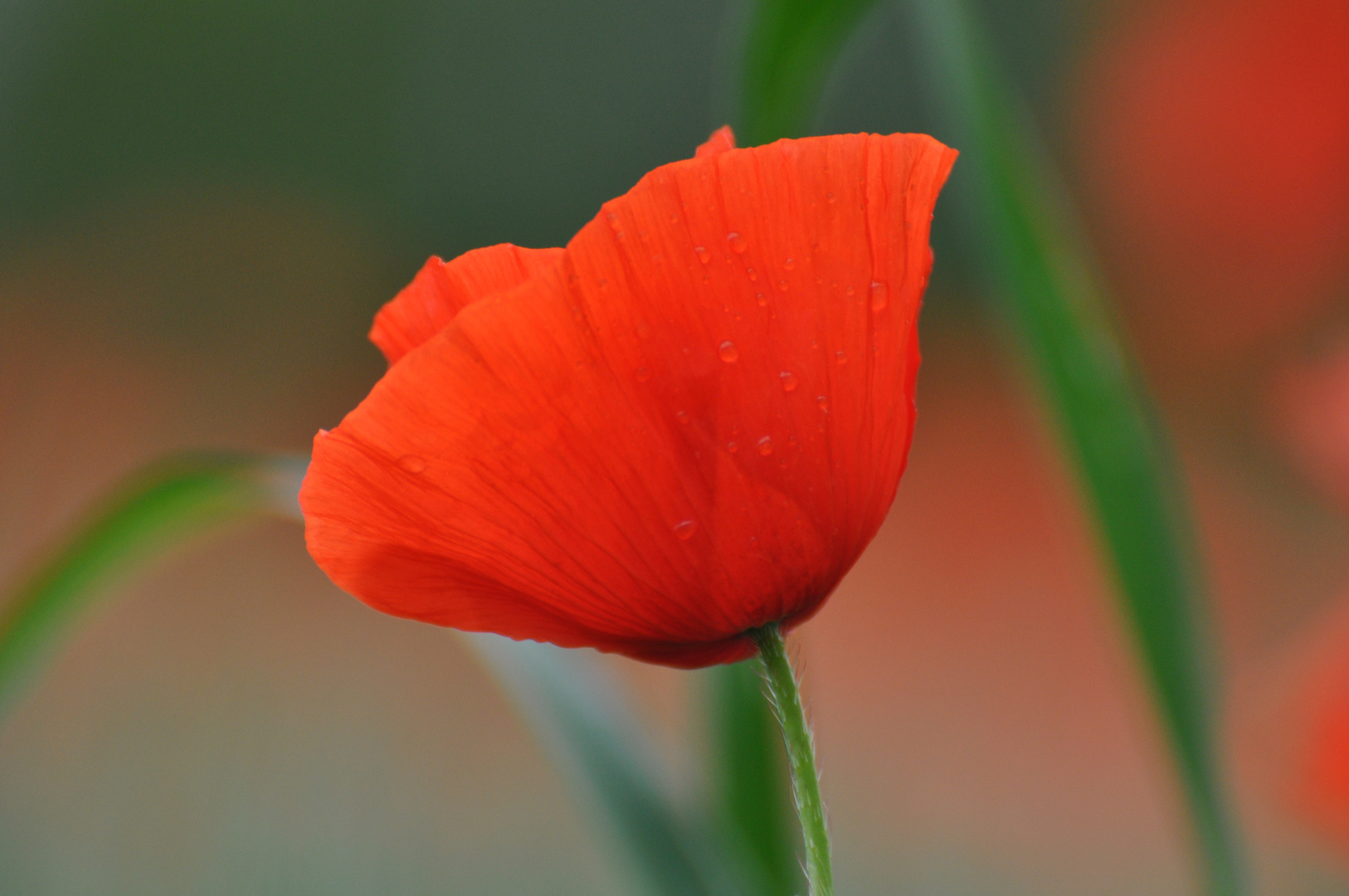 Mohn