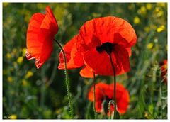 ---- Mohn ----