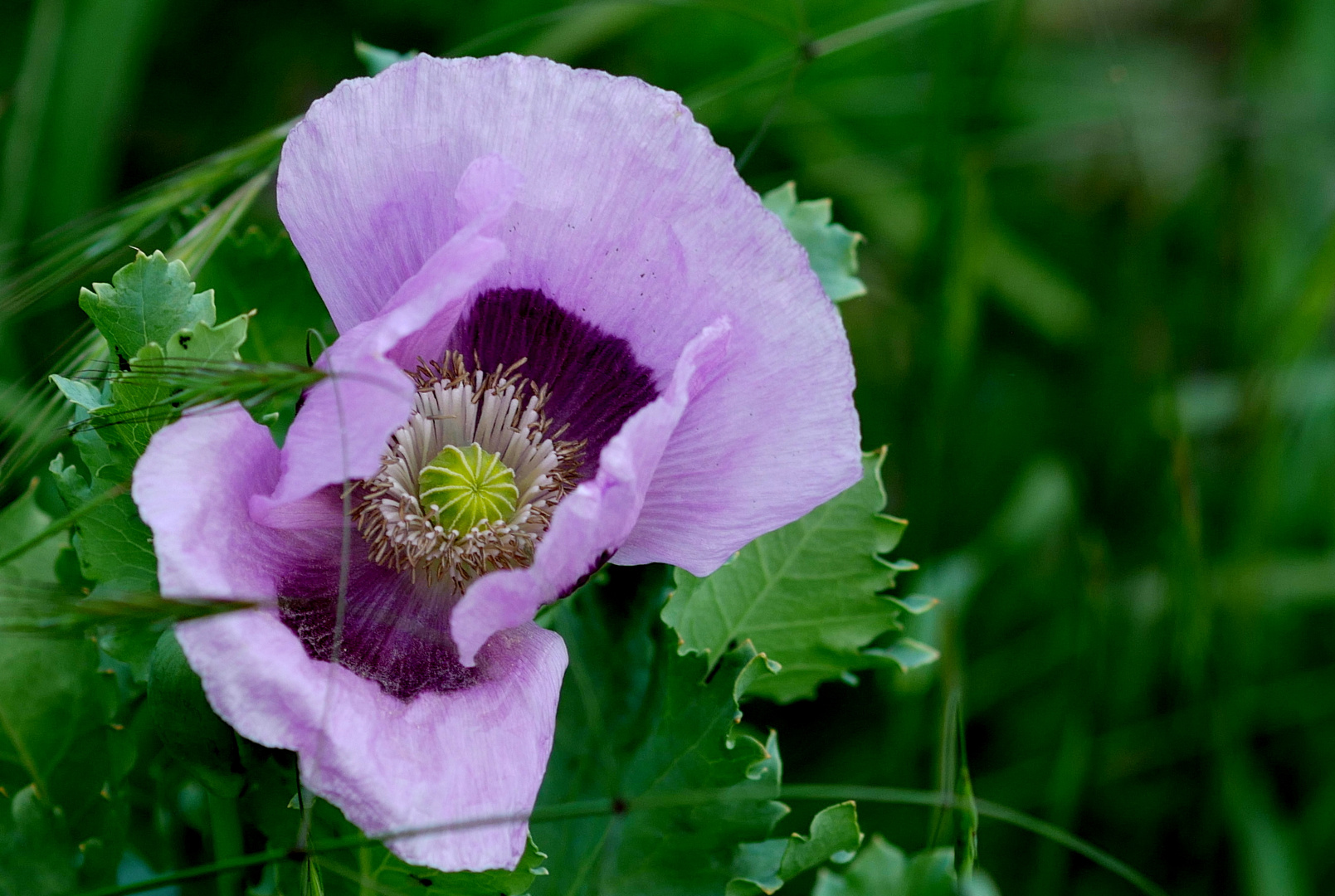 Mohn