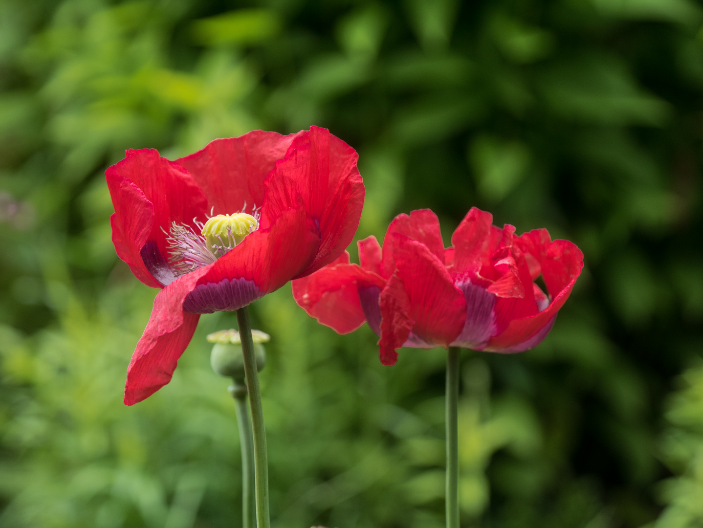 Mohn