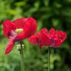 Mohn