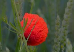 ... mohn  