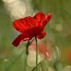 Mohn