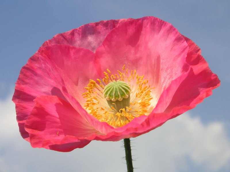 Mohn