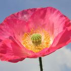 Mohn