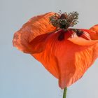 Mohn 8