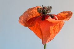 Mohn 8