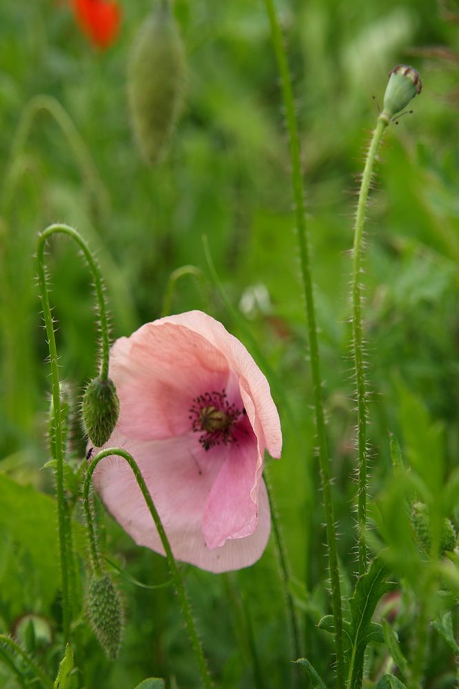 Mohn #8