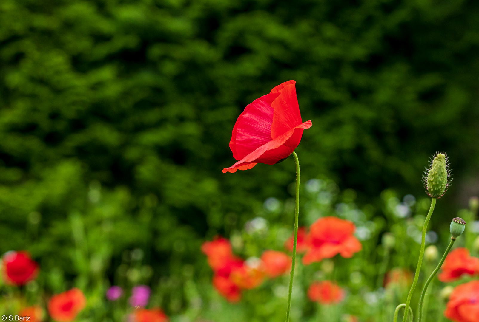 Mohn (8)