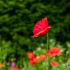 Mohn (8)