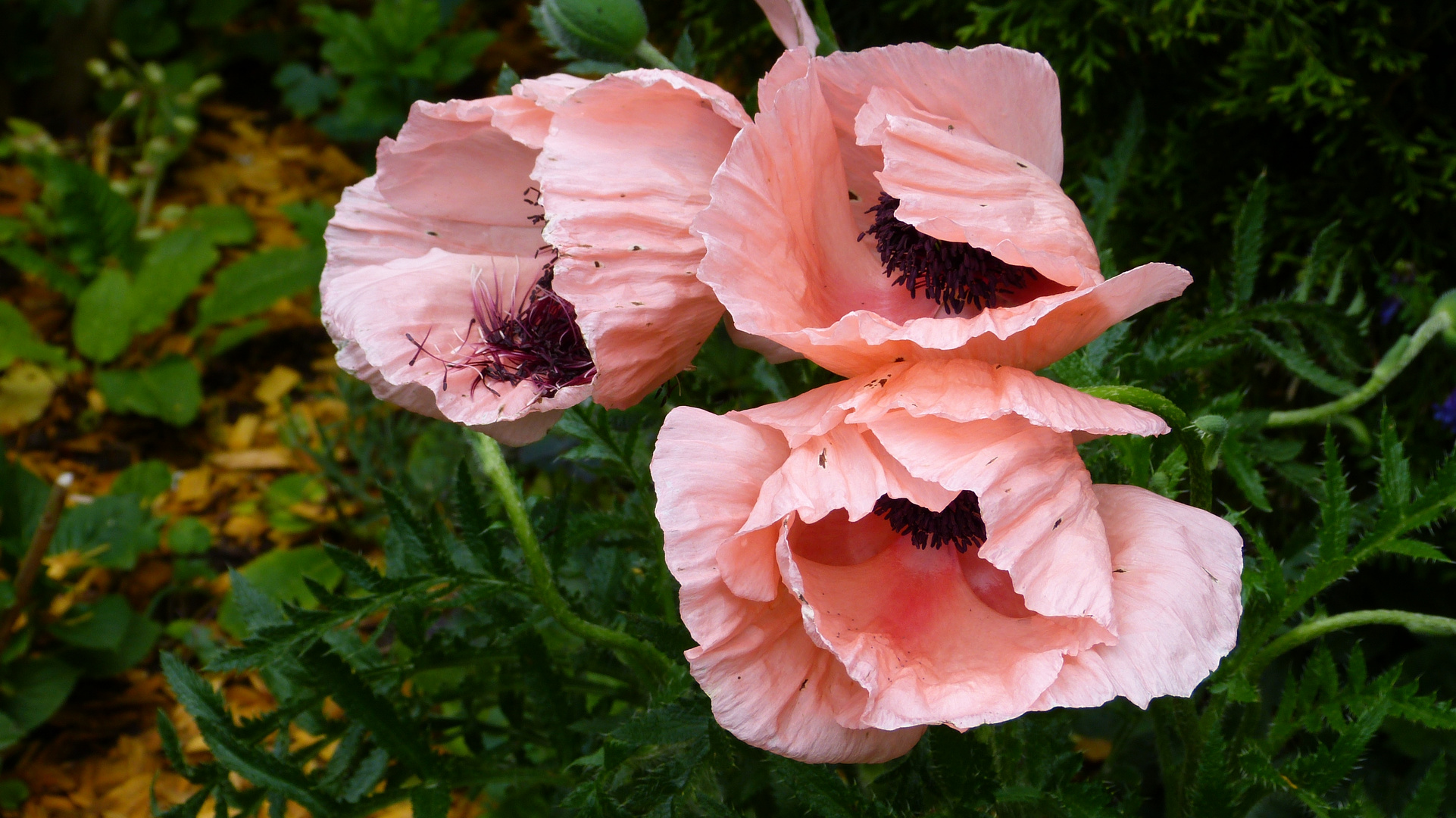 Mohn 8