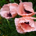 Mohn 8