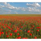 Mohn 8