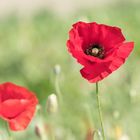 Mohn