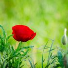 Mohn