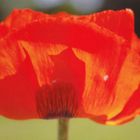 Mohn