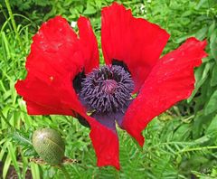 "Mohn"